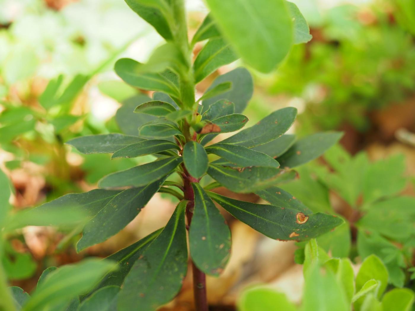 Spurge, Wood leaf